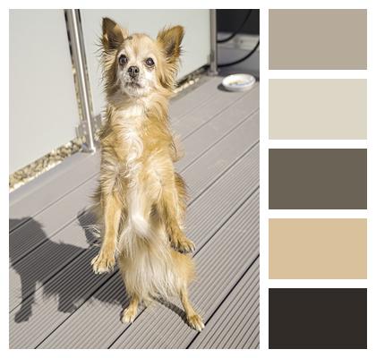Dog Small Dog Chihuahua Image